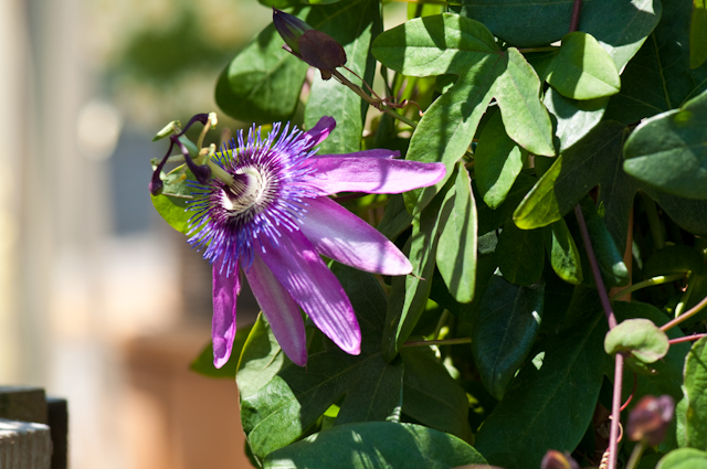 Blumen-PurPur-Blumenladen-151