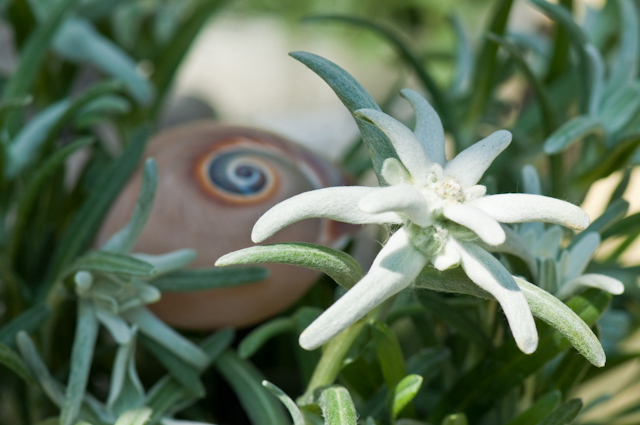 Blumen-PurPur-Blumenladen-510