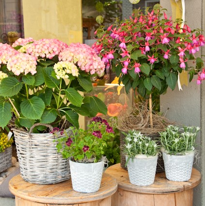 Blumen-PurPur-Blumenladen-671