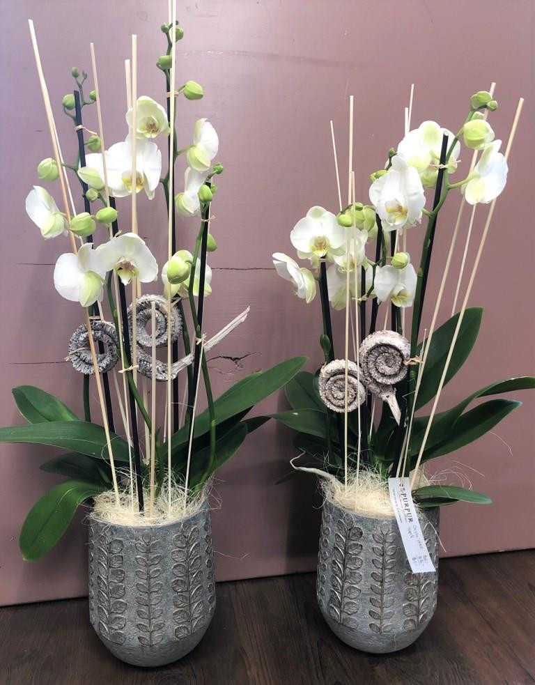 Blumen-PurPur-Blumenladen-714