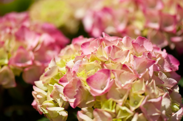 Blumen-PurPur-Blumenladen-721