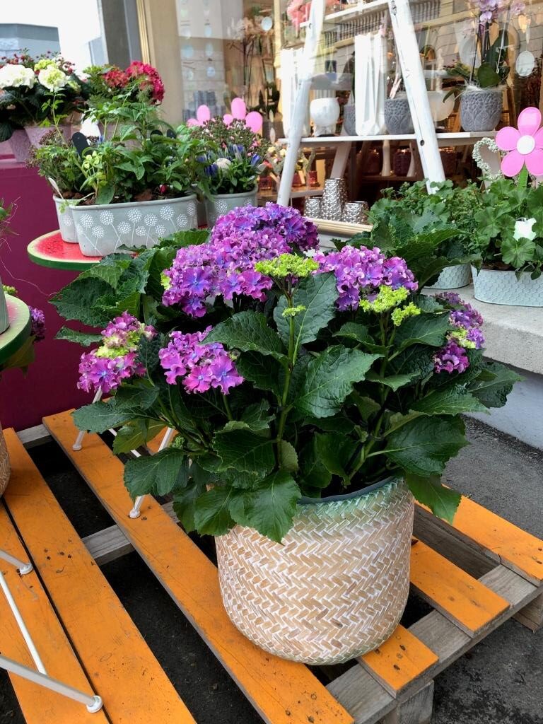 Blumen-PurPur-Blumenladen-780