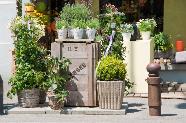 Blumen-PurPur-Blumenladen-877