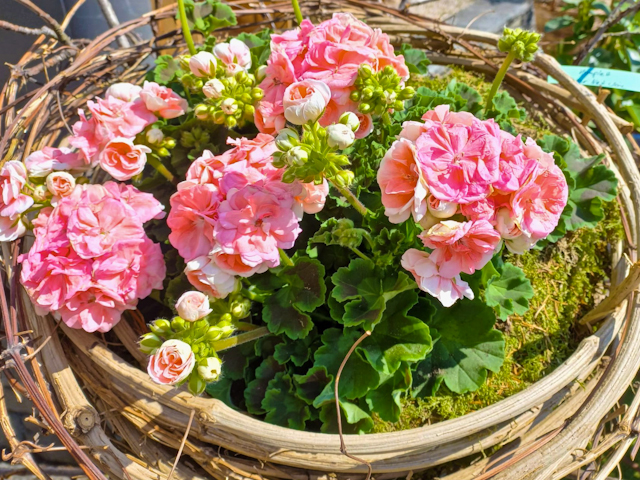 2204_Blumen-PurPur-Blumenladen_103